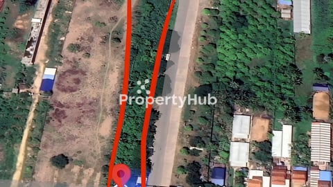 ចំការស្វាយលក់​ នៅផ្លូវជាតិលេខ​