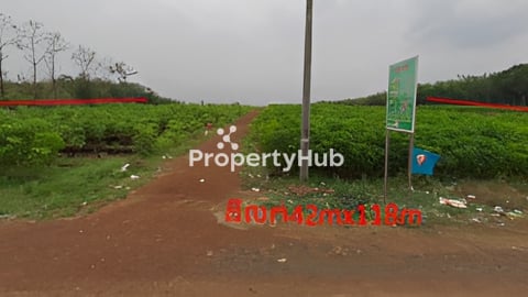 ដីលក់បន្ទាន់នៅស្រុកពញ្ញាក្រែកចម្ងាយ500មែត្រពីផ្នល់ជាតិនៅជាប់ផ្លូវកៅស៊ូ 1mx1250$ 42mx118m