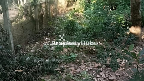 ដីទន្លេមេគង្គ សក្តិ២ សំរោងធំ កៀនស្វាយ ទេសភាព ស្រស់ស្រាយ