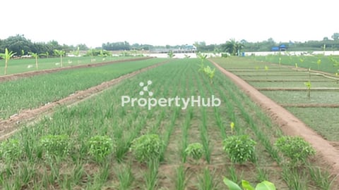 ដីជាប់ទន្លេកោះអន្លង់ចិន ក្រុងតាខ្មៅ