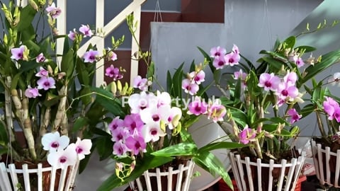 Hotel for sale. & Rent : បញ្ជាក់សំរាប់ ហូតែលនេះក៍មានកាជួលប្រចាំខែផងដែរ តំលៃ : 14500$