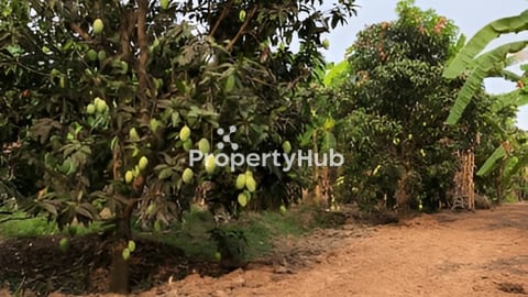 ដីចំការលក់ នៅ ពាមជីកង