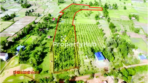 ចំការដូងលក់បន្ទាន់