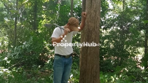 ដើមម៉ៃសាក់ លក់បន្ទាន់ plants tree