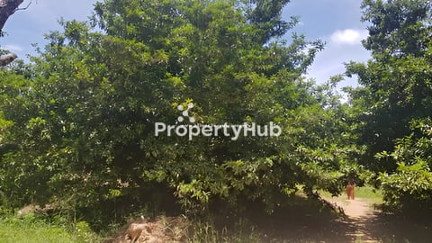 ចំការល្មត់ លាយស្វាយលក់