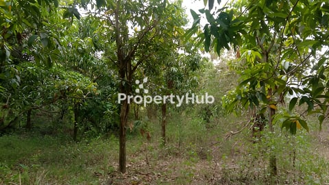 ដីជាប់មាត់ព្រែកចរចា