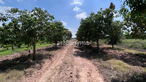 ដីចំការលក់