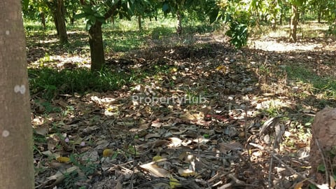 ដីលក់បន្ទាន់ម្ចាស់ផ្ទាល់