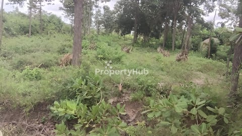 ដីលក់ប្រញាប់លុយ ផ្សារត្រាច ឃុំត្បែងខ្ពស់ ហួសឧដុង្គតែ២គីឡូមានផ្លូវបត់ចូល