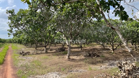 ចំការចន្ទីលក់ប្រញាប់នៅរតន:គីរី​ ​ស្រុក​លំផាត់​