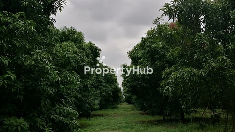 ដីចំការស្វាយ លក់ប្រញាប់ មានប្លង់រឹង ដីជាប់អូរ ចំហៀងដីជាប់ប្រឡាយ ខាងមុខជាប់ផ្លូវភ