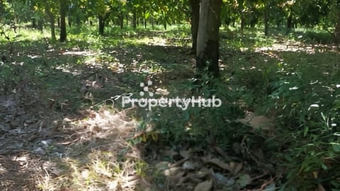 ដីលក់បន្ទាន់ម្ចាស់ផ្ទាល់