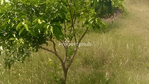 ដីចំការតាង៉ែនលក់បន្ទាន់