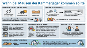 Wann sollte man bei Mäusen einen Kammerjäger rufen? | Experta Schädlingsbekämpfung GmbH