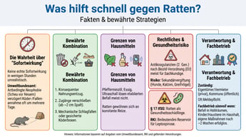 Was hilft schnell gegen Ratten? | Experta Schädlingsbekämpfung