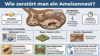 Wie zerstört man ein Ameisennest? | Experta Schädlingsbekämpfung GmbH