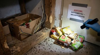 Ratten vertreiben & vergrämen: Was wirklich hilft