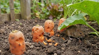 Mäuse im Garten: Tipps zur Abwehr und Kontrolle