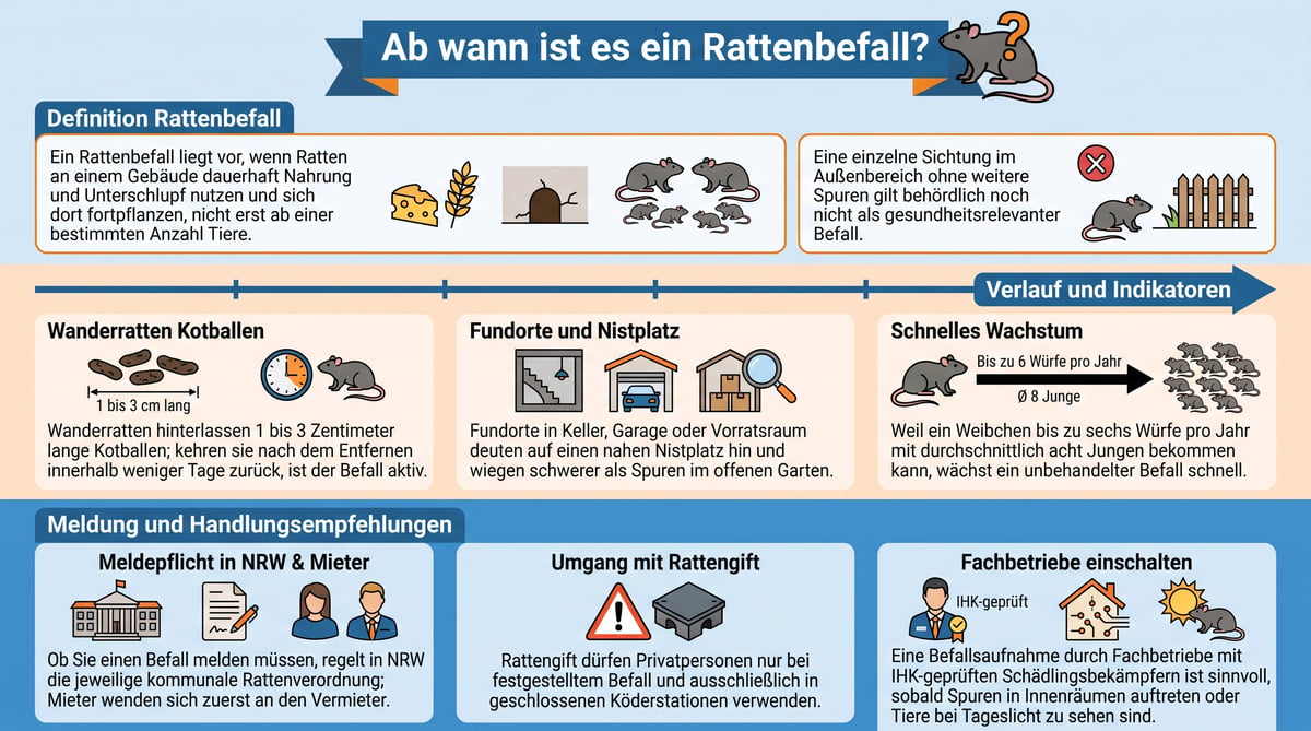 Ab wann spricht man von Rattenbefall