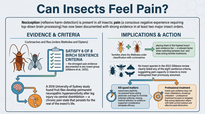Can Insects Feel Pain?