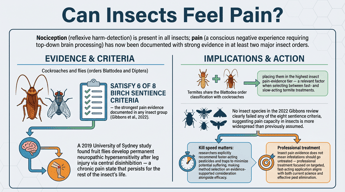 Can Insects Feel Pain?