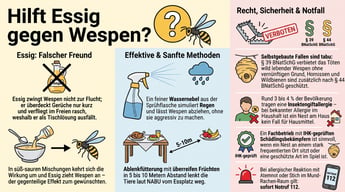 Kann man Wespen mit Essig vertreiben? | Experta Schädlingsbekämpfung GmbH