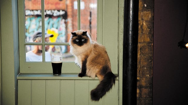 Monday Pub Quiz at The Fox