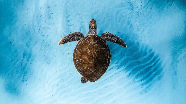 Ocean Film Festival World Tour: 21 OCT