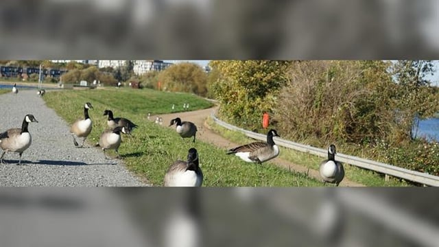 Guided Bird Walk