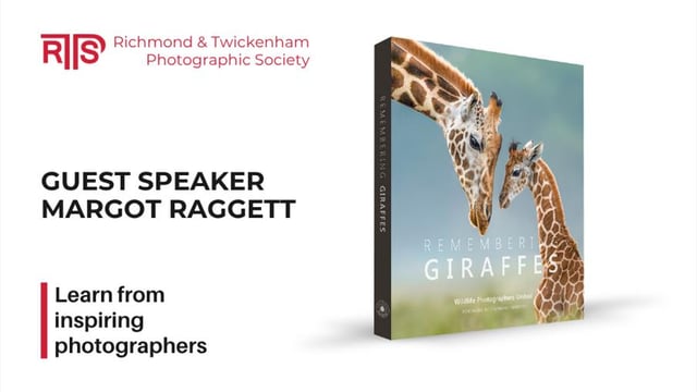 Photography Talk: Remembering Wildlife - Giraffes