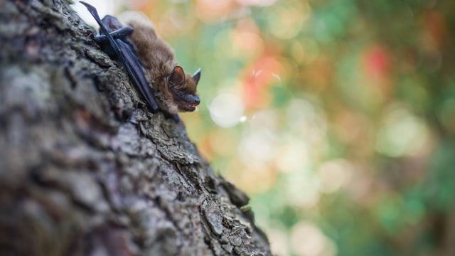 Members Family Bat Walk