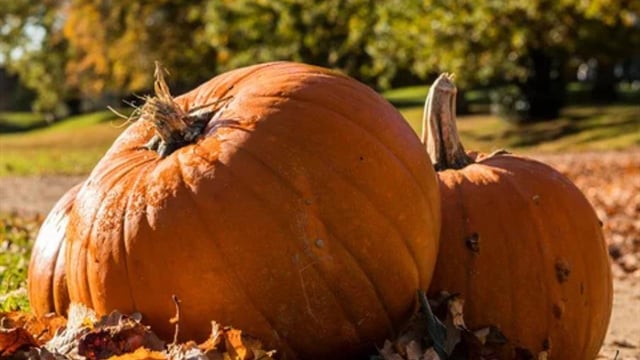 Pumpkin Hunt and Paint