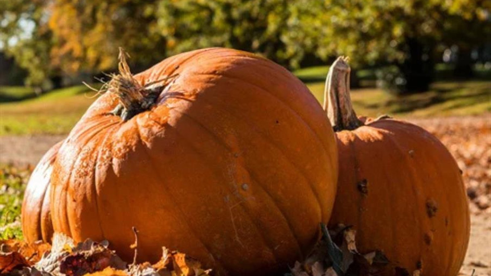 Pumpkin Hunt and Paint