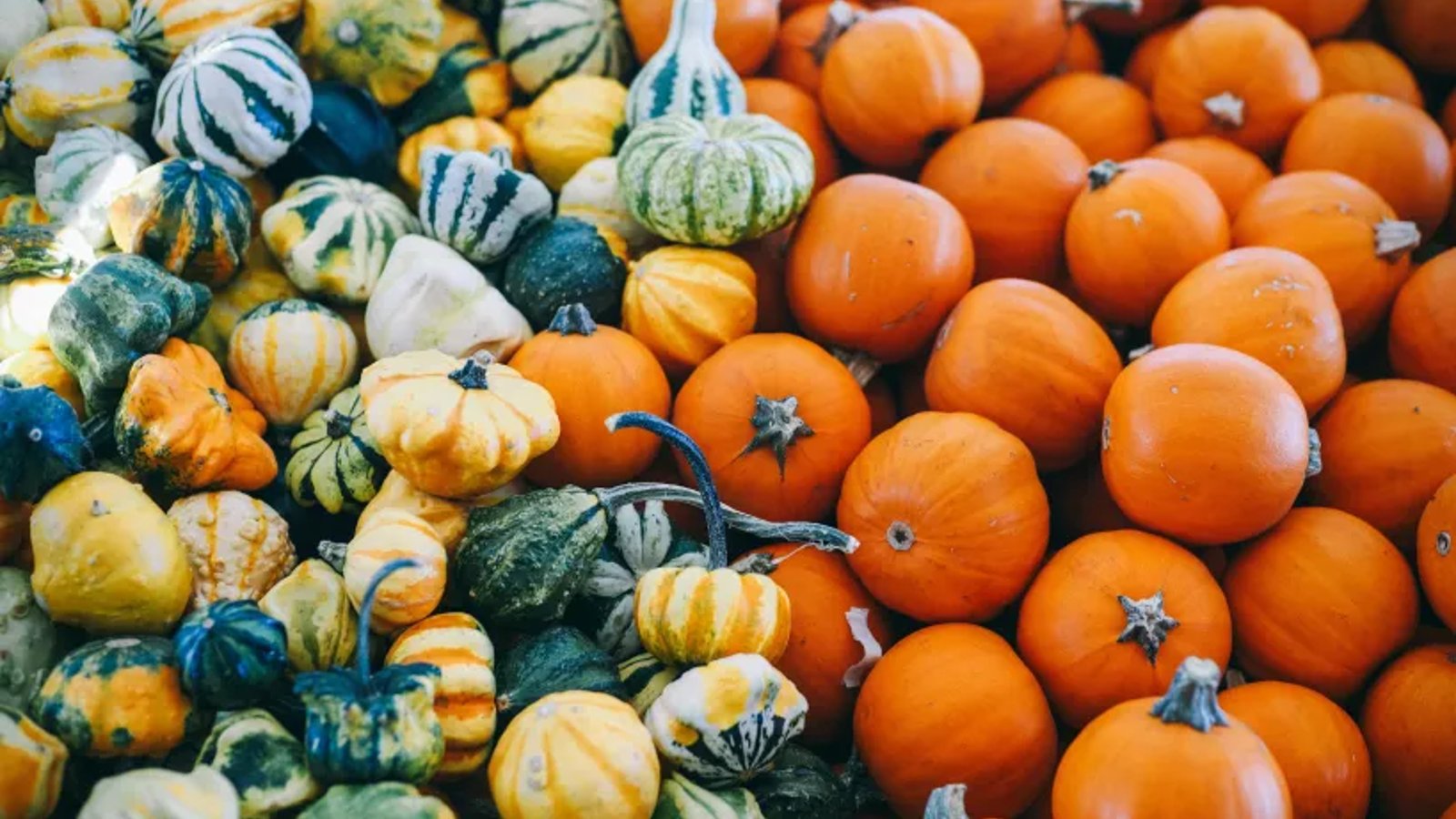 Walthamstow Farmers' Market every Sunday