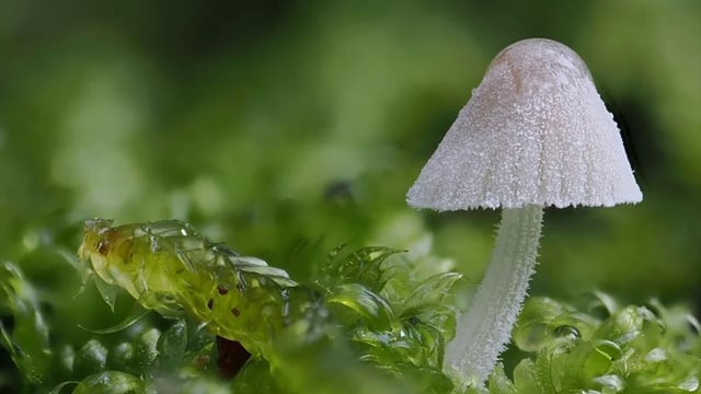 Fungi Walks: Citizen Science