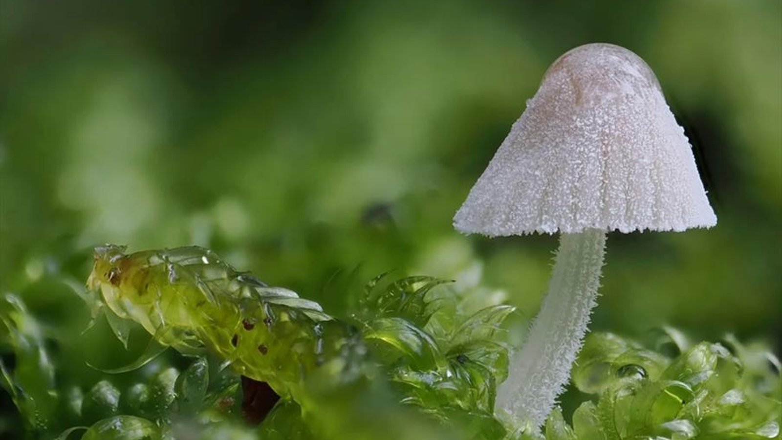 Fungi Walks: Citizen Science