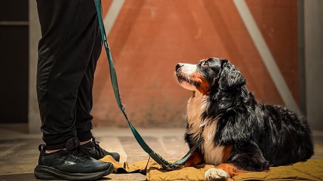 CHEERS & CHILL: GROUP DOG TRAINING