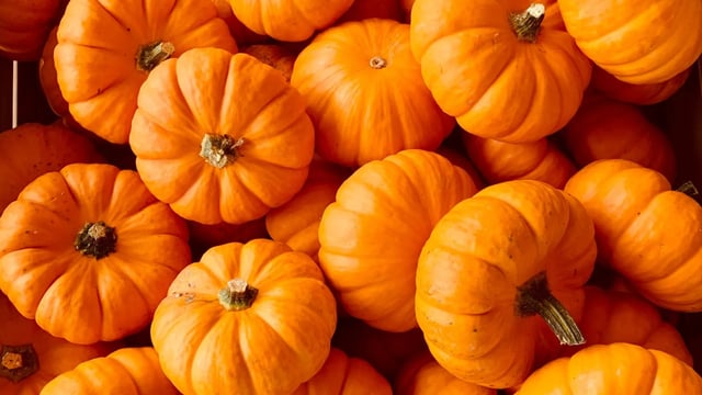 Free Halloween Pumpkin Carving at Barge East
