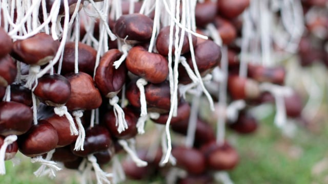Hampstead Heath Conker Championship 2026