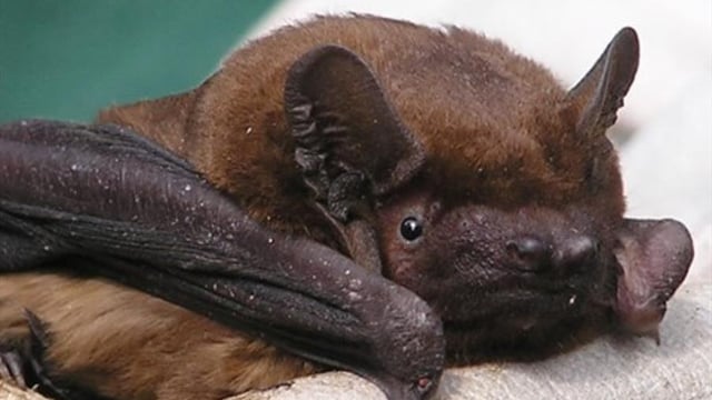 Echoes in the Dark: Bat Talk and Walk