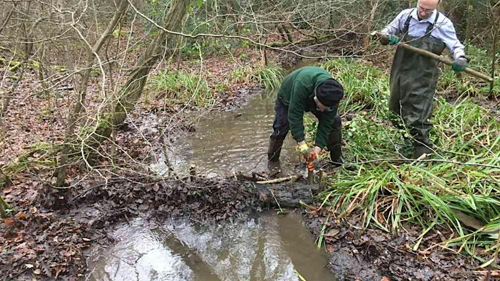 Wild Harrow - Conservation Working Party Stanmore Common
