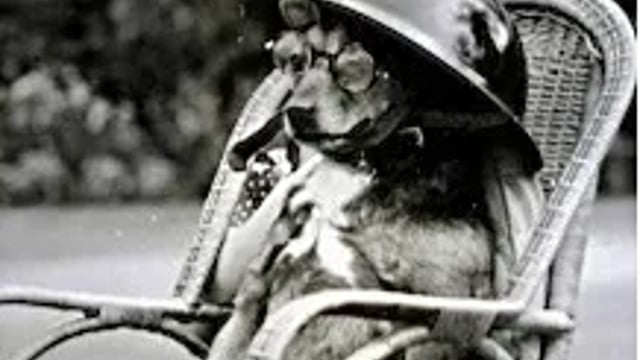 Animal Heroes of WWII