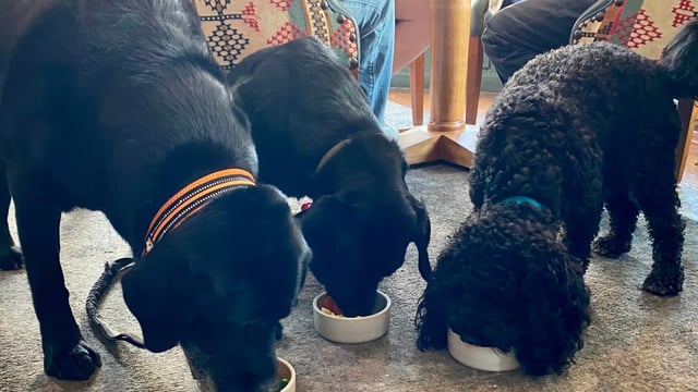 Doggie Roasts