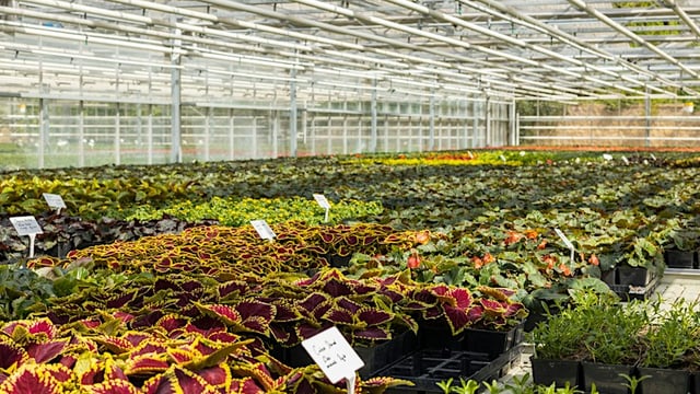 Hyde Park Nursery Walking Tour