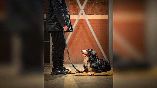 Cheers & Chill - Dog Training Class