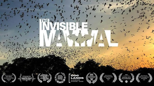 Bat Walk and Film Screening - The Invisible Mammal