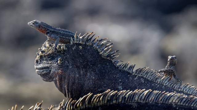Galapagos Day 2026 with Kate Humble