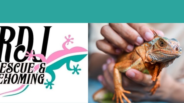 Reptile Handling Event