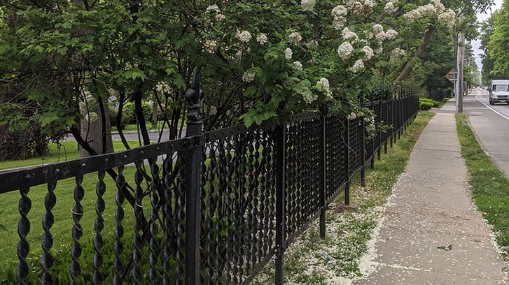 A large flowering bush behind a iron fence next to a sidewalk.
