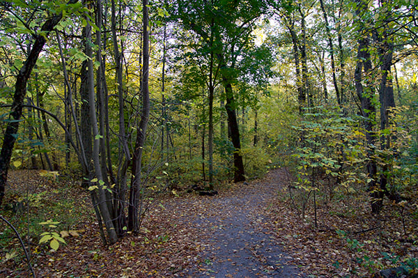 Woodland scene in an NYC park